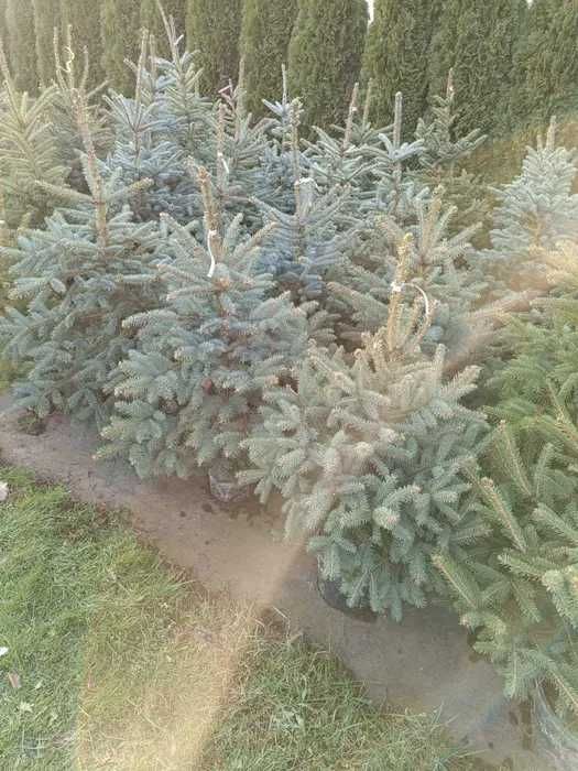 Przekorzeniony świerk srebrny donica 1 - 1,5m EKO