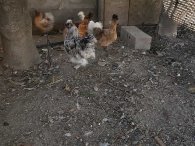 Ovos, pintos, e adultas sedosas do japão barbudas varias cores