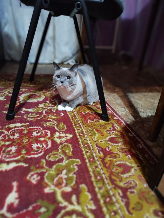 Віддам кішечку доброму господарю