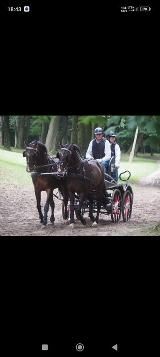 Para koni małopolskich Belfast i Peczudo