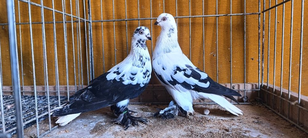 Gołębie z lotu Berliny na białym ogonie kosmate. Widyny