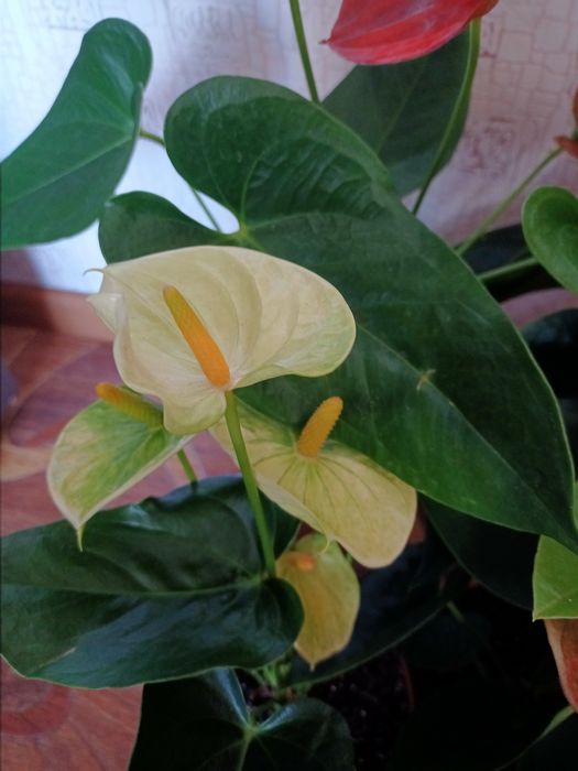 Антуриум, антуріум