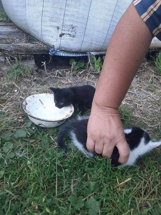 Котики безкоштовно