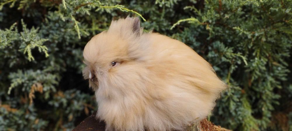 Królik miniaturka karzełek Teddy