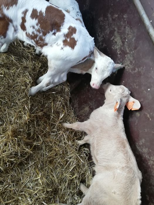 Sprzedam Cielaki Mięsne