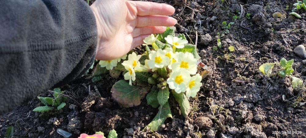 Продам примули баторічні