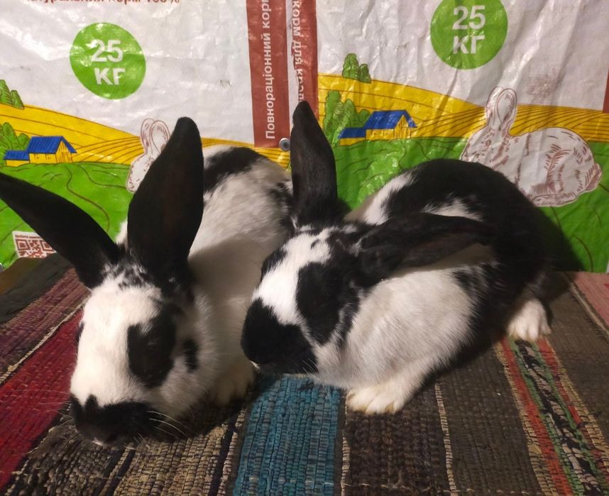 Кролі . Молоді кролиці Німецького строкача вік 4,5 міс.