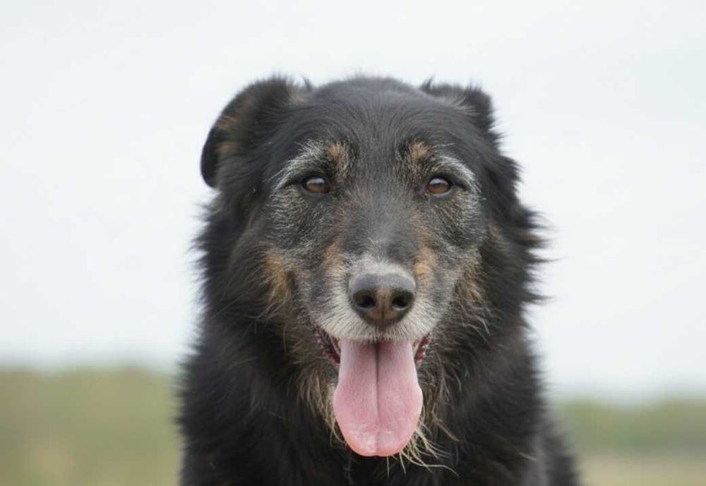 AMO - piękny, szorstkowłosy pies