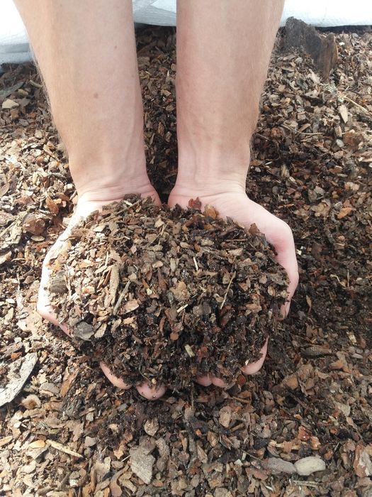 Kora Sosnowa  Ogrodowa