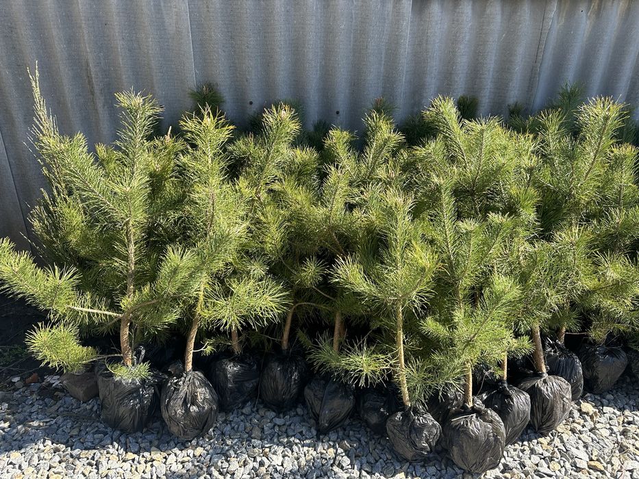 Саженцы сосен, саженцы Кримской сосни, разних размеров.