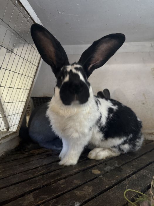 Кролики, строкач + Полтавське срібло