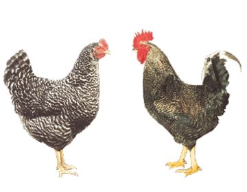 Яйця м'ясо- яєцного, яєчного направлення