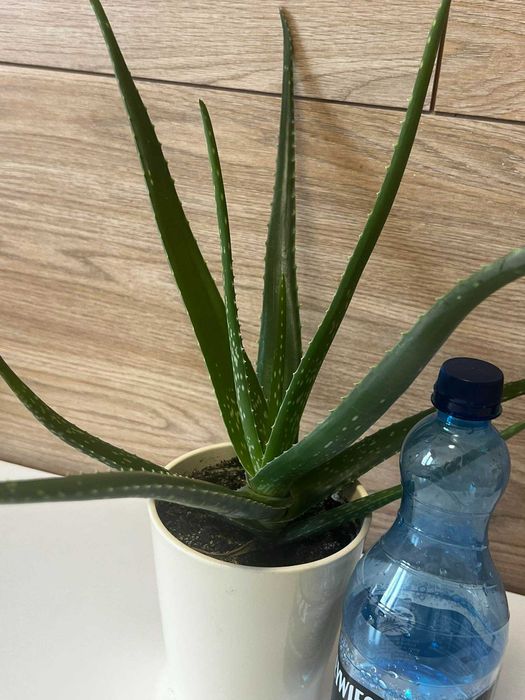 Aloes kwiat leczniczy zdrowy