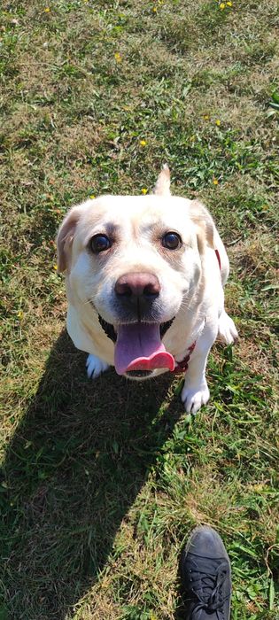 Oddam labladora PILNIE