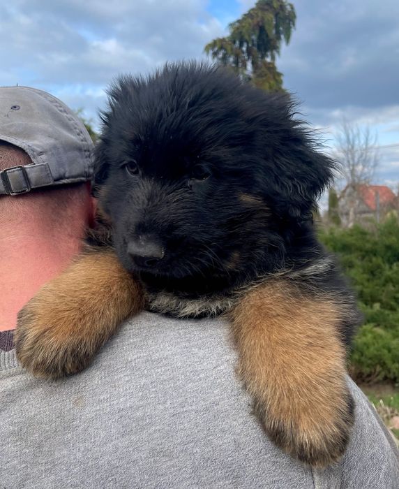 Szczeniak owczarek niemiecki