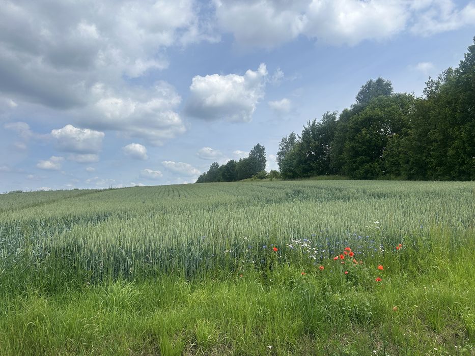 Działka rolna Niegowa/Tomiszowice