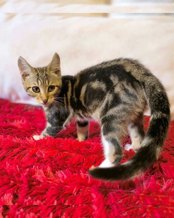 Котик мармурового окрасу в добрі руки! Йому 3місяці