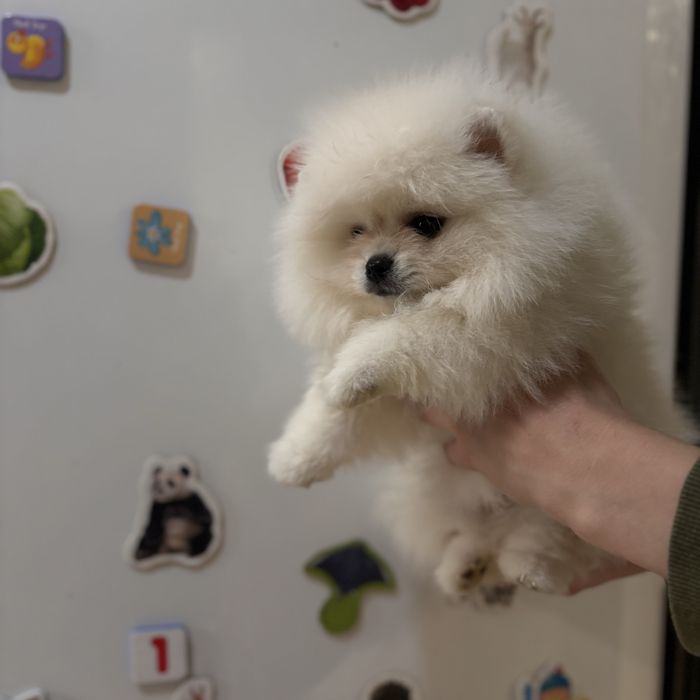 ляльковий Ведмедик хлопчик