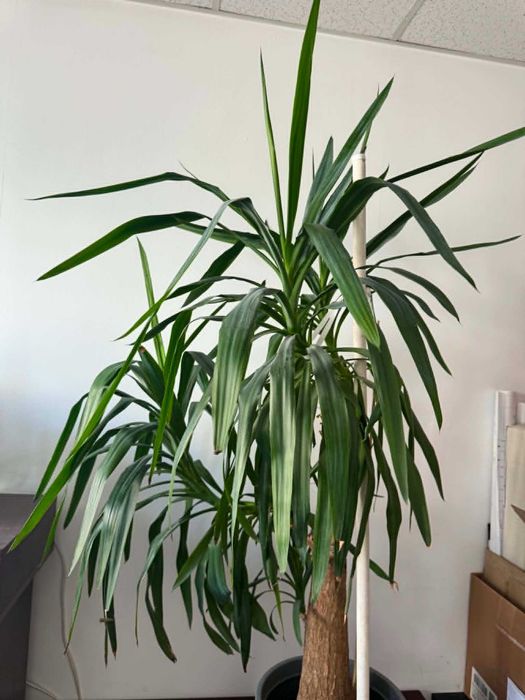 Yucca elephantipes, juka elefanta na pniu ~ 170 cm, duży okaz