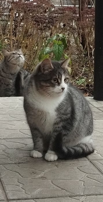 Безкоштовно котик