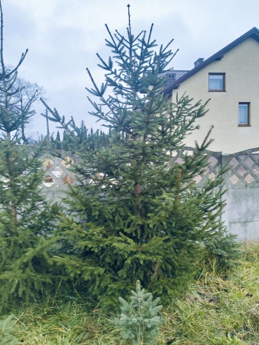 Choinki ok 2.5m.
