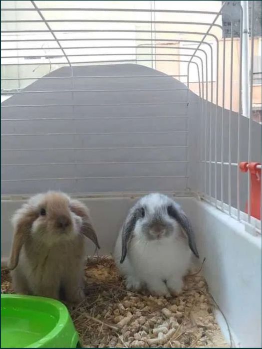 Coelhos Anões Mini Loop , Orelhudo (Loja Profissional)