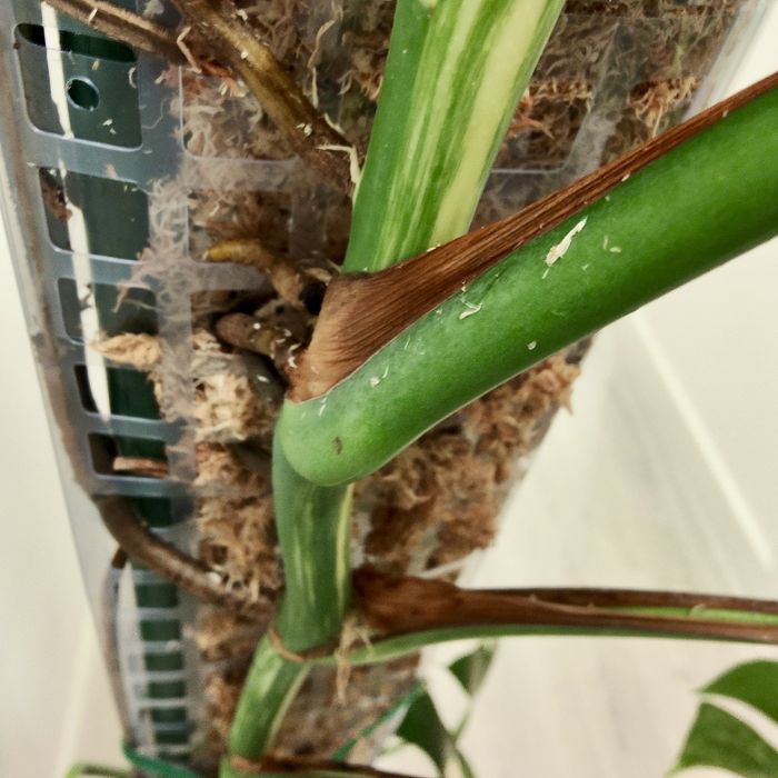 Monstera Albo Variegata XXL – 195cm | Planta Rara e Estável