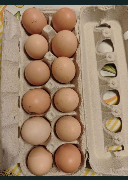 Ovos caseiros não galados