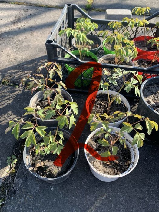 Рослини  вуличні