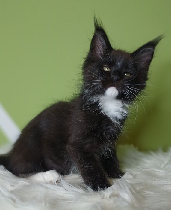 Maine Coon kocurek n09
