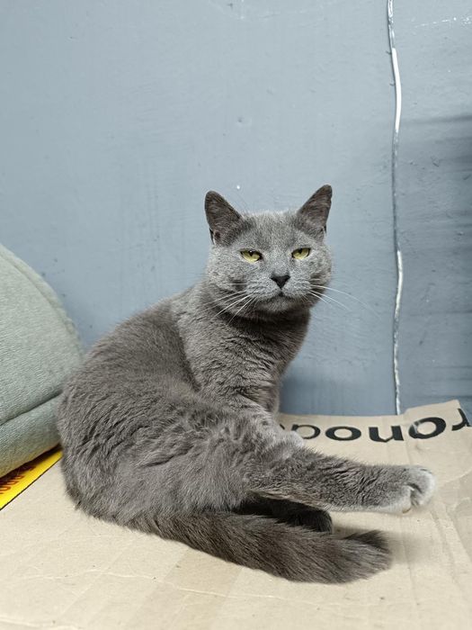 Метис британки бесплатно