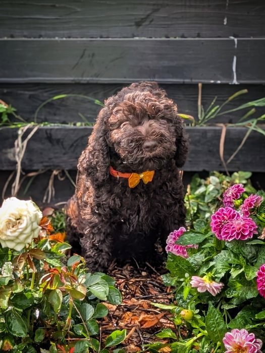 Suczka Barbet, francuski pies dowodny, nie doodle