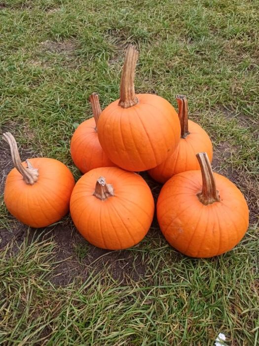 Łubin.żyto jare.seradela.nostrzyk.rzodkiew.gryka.pszenżyto jare.faceli