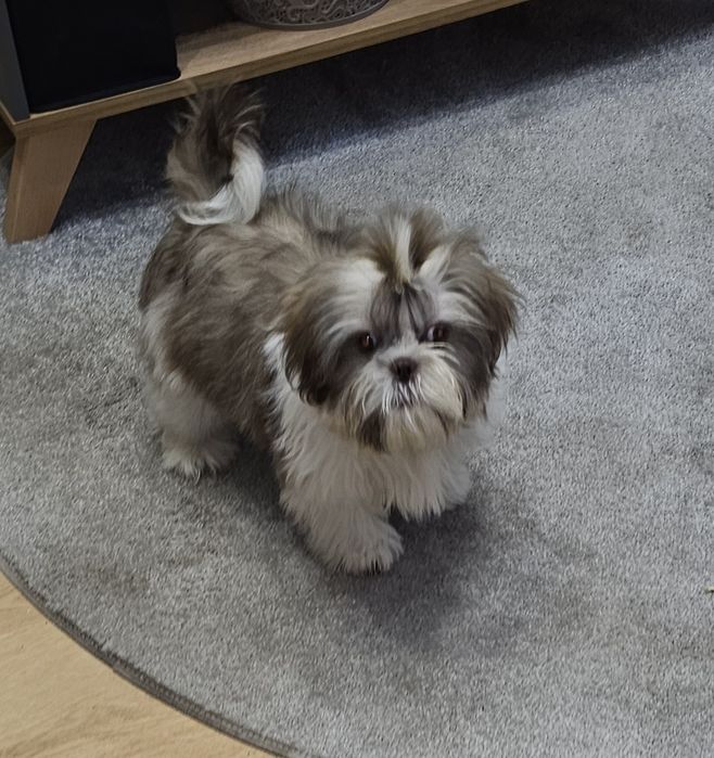 Shih tzu ostatni piesek