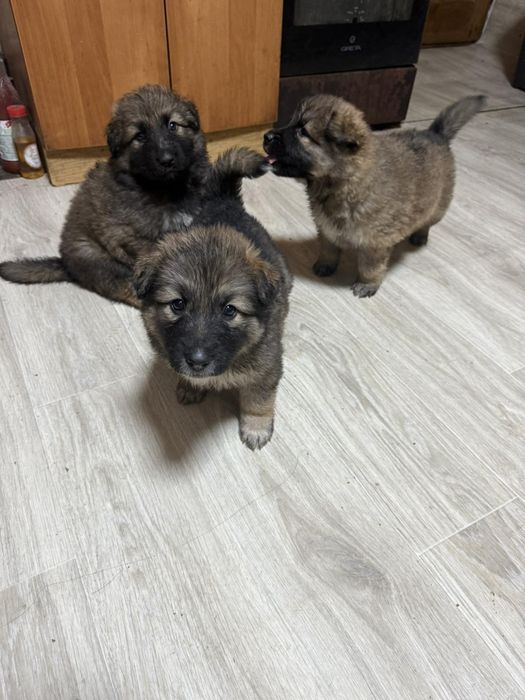 Вівчарки метизи тато Алвбай