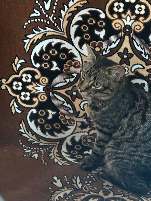 Віддамо котика