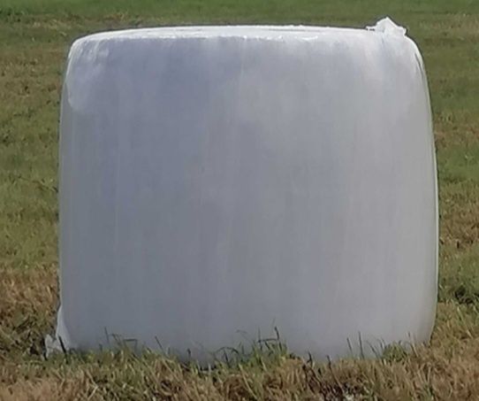 Rolos de azevem de 2025