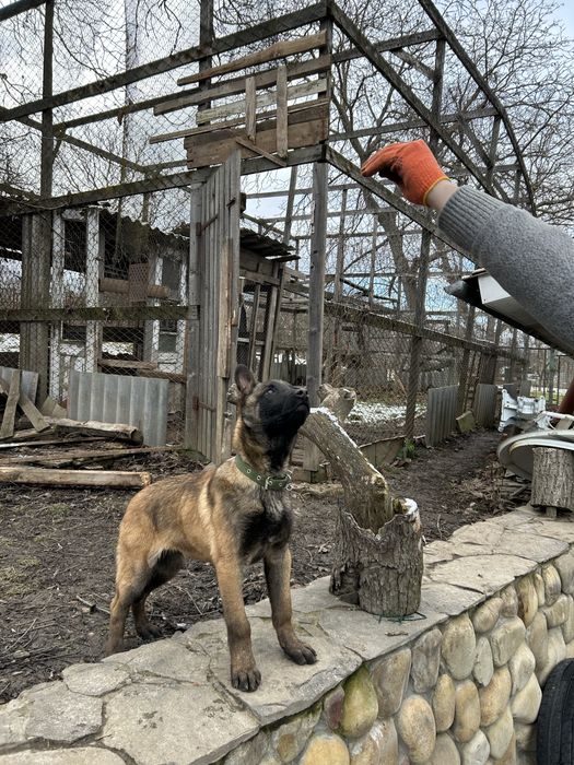 Бельгійська вівчарка