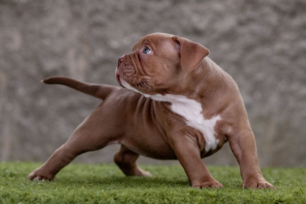 American Bully Pocket  ABKC suczka