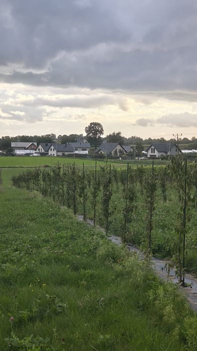 Wyjątkowa działka budowlana plus 1ha ziemi - Widok 3