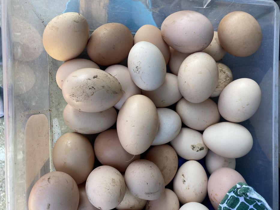 Ovos caseiros frescos