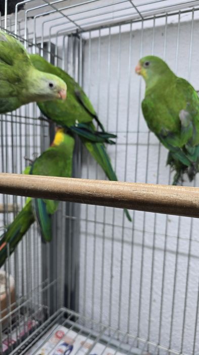 Barraband aves novas