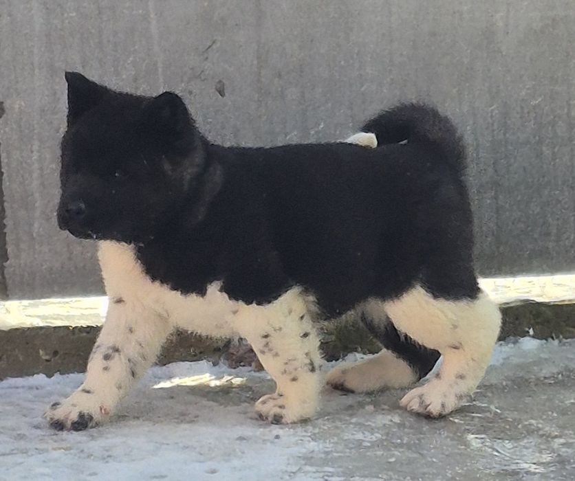 Американська Акіта є доставка