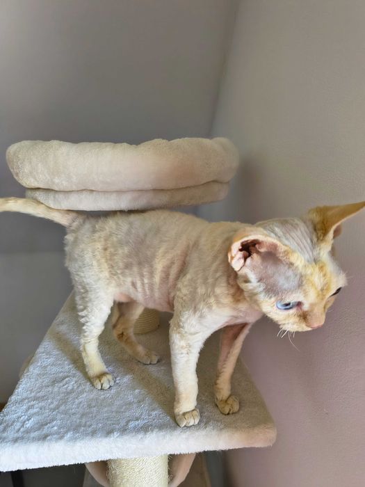 Cudowny kocurek Devon Rex