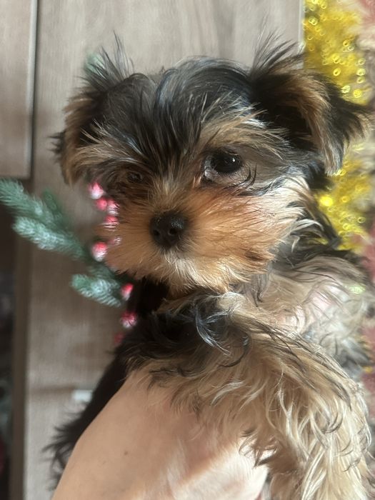 Продам йоркширского терьера