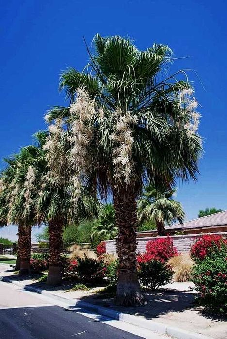 Waszyngtonia Filibusta Palma hybryda mrozoodporna WASHINGTONIA