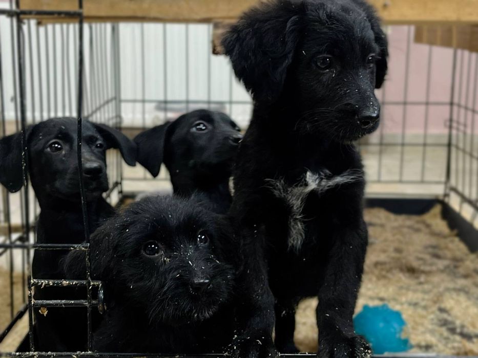Цуценята з маленьких в добрі руки