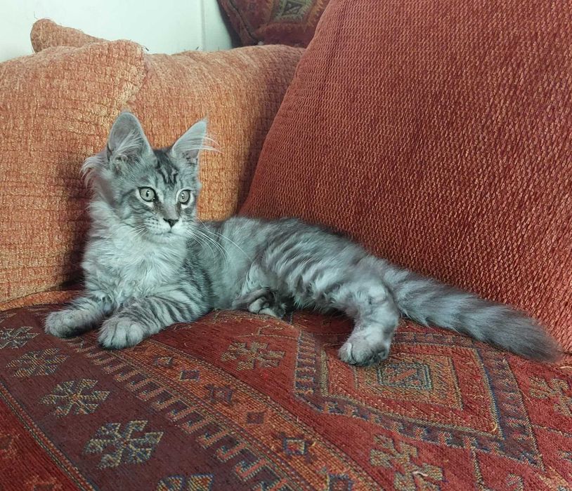 kotka kicia Maine Coon rodowód FPL/FIFE opcja do hodowli