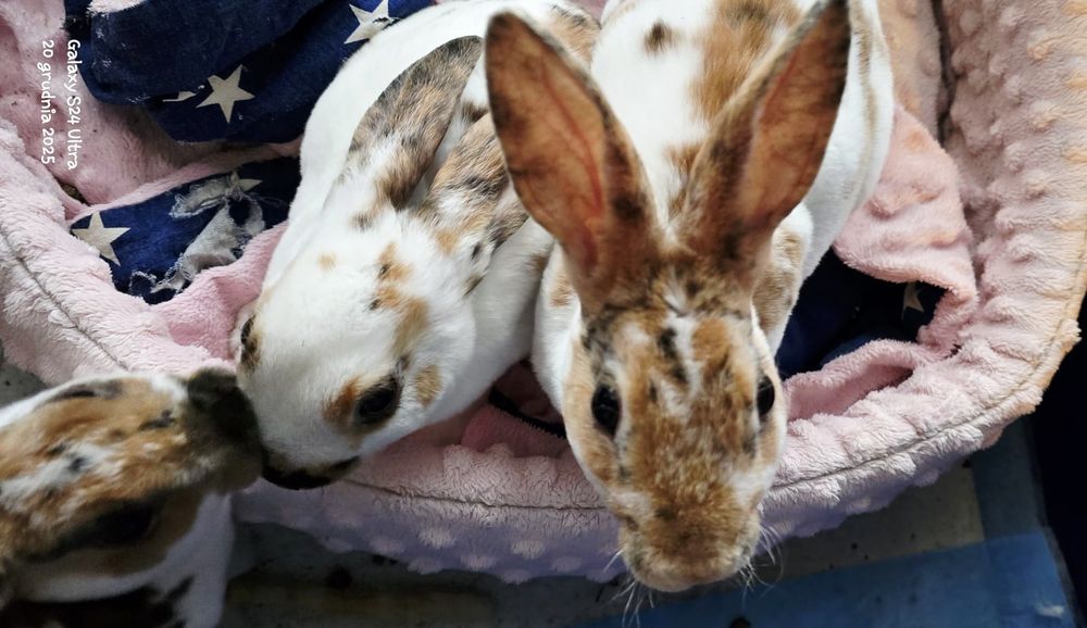 Królik karzelek mini rex