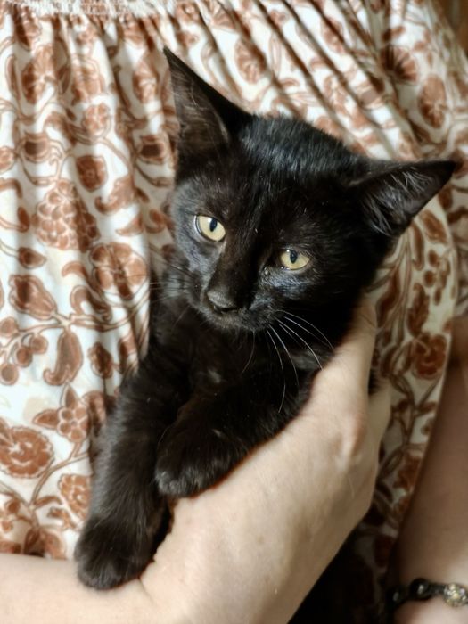 Котенок 2.5 и 3,5 мес кошечка котята черная кішечка чорна кошеня